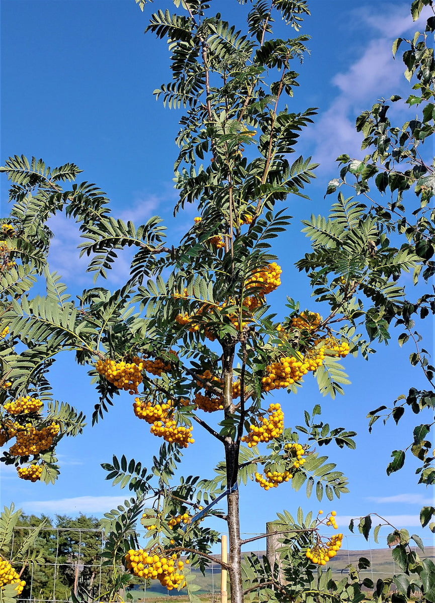 Trees – Pine Tree Nurseries