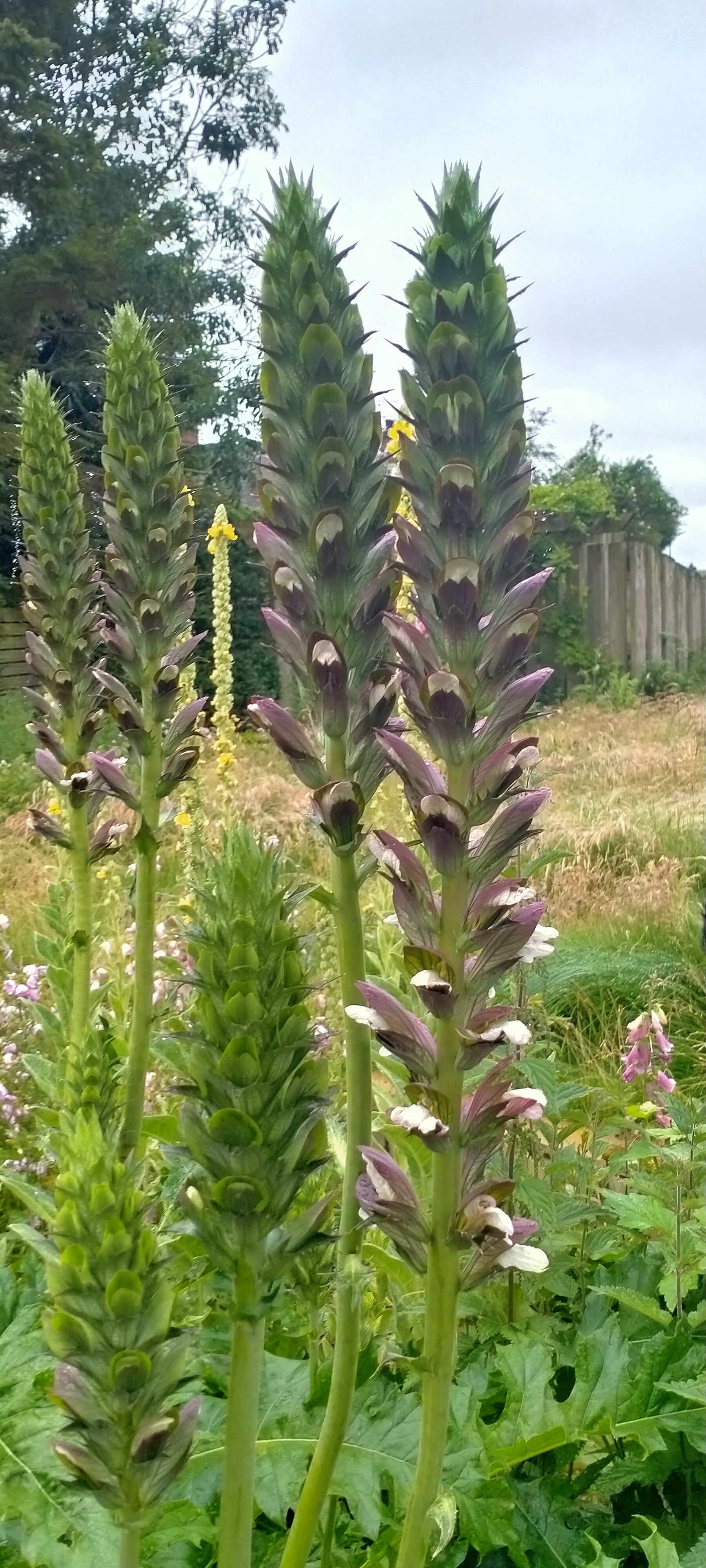 Acanthus spinosus AGM