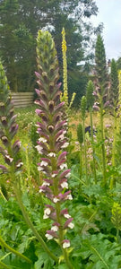 Acanthus spinosus AGM