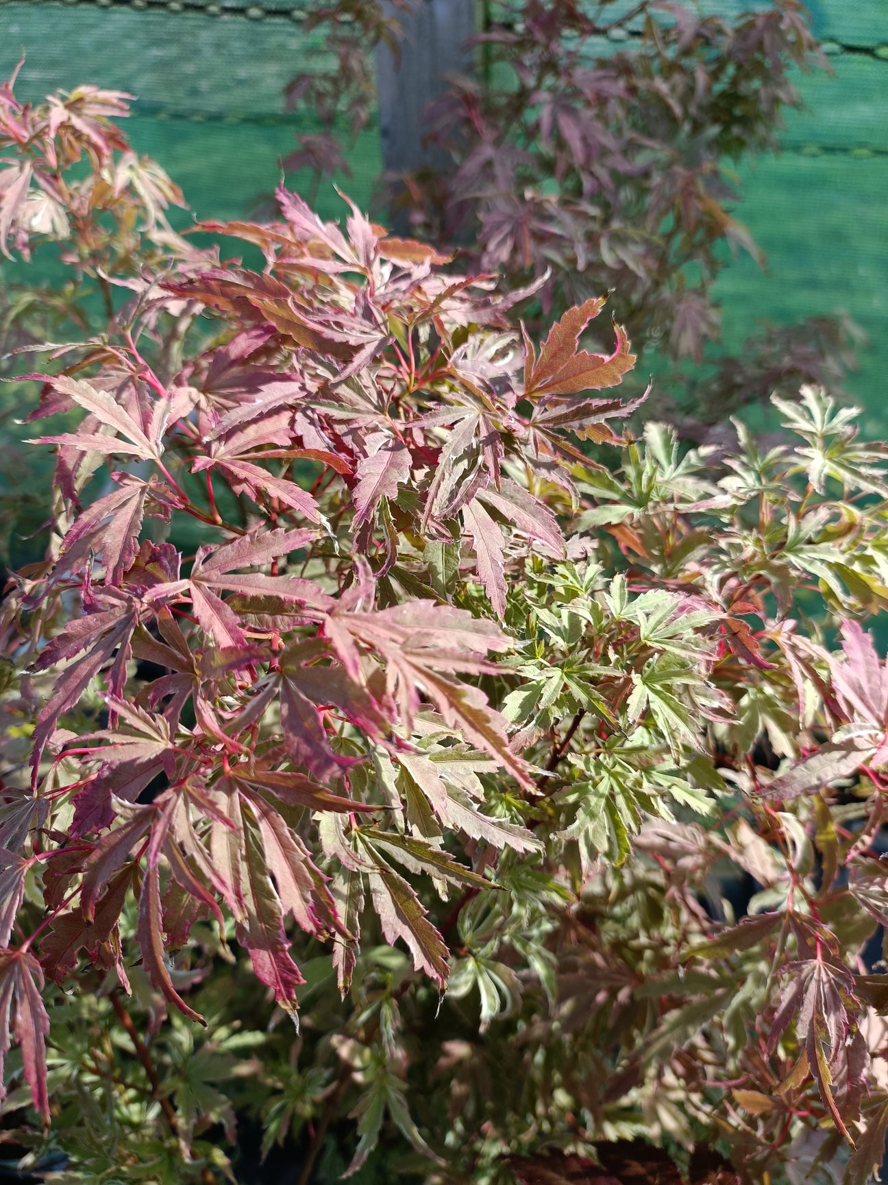 Acer Palmatum Butterfly Pine Tree Nurseries acer-palmatum-butterfly-pine-tree-nurseries