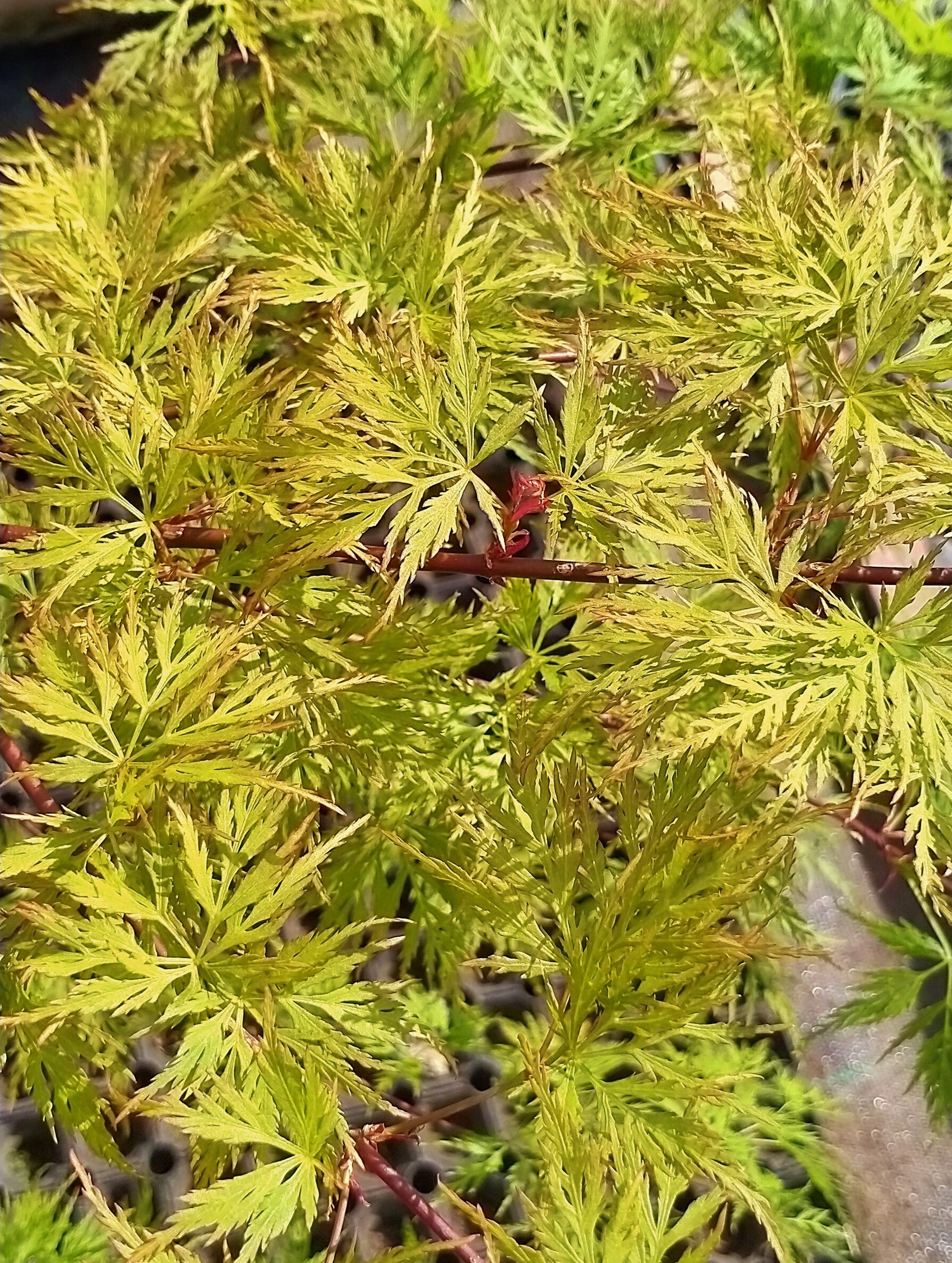 Acer palmatum 'Emerald Lace'