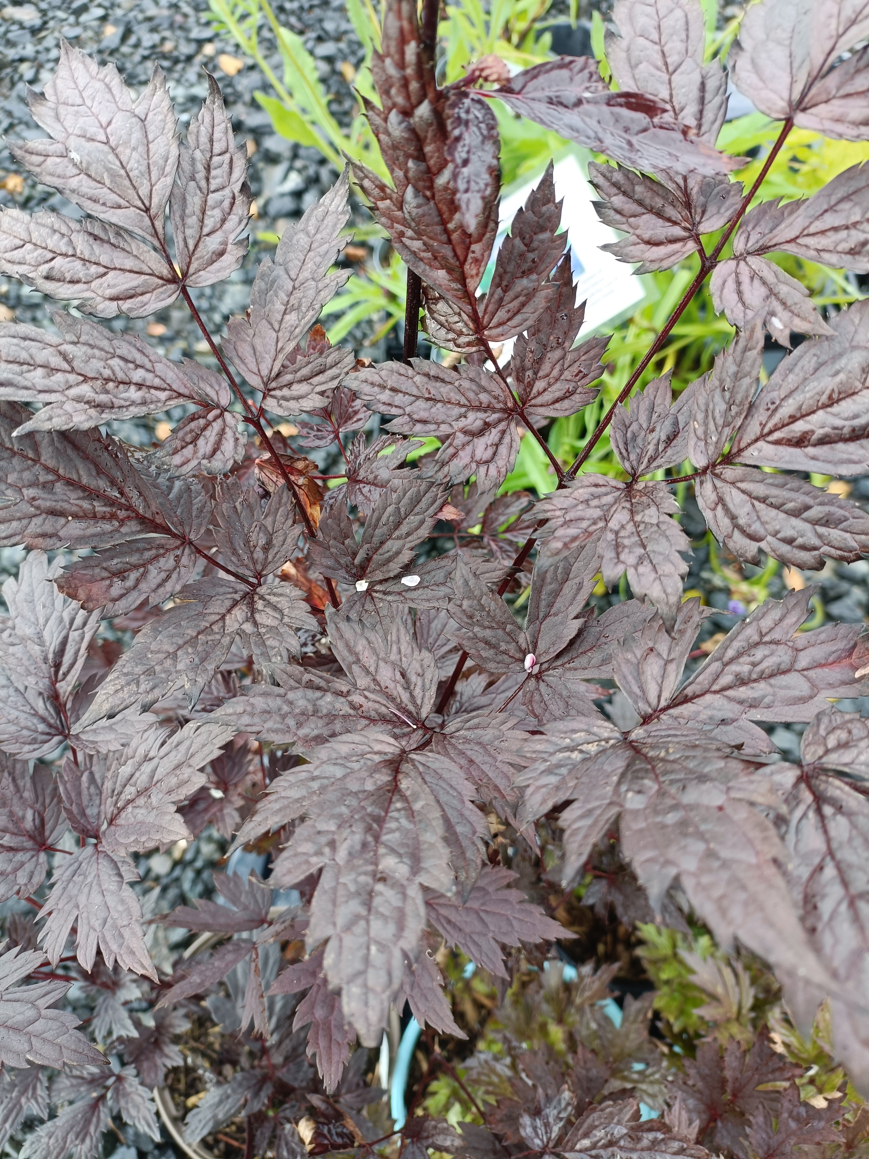 Actaea simplex 'Pink Spike'