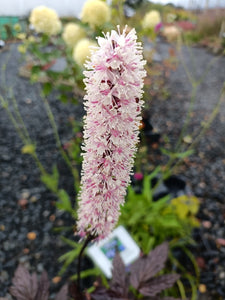 Actaea simplex 'Pink Spike'