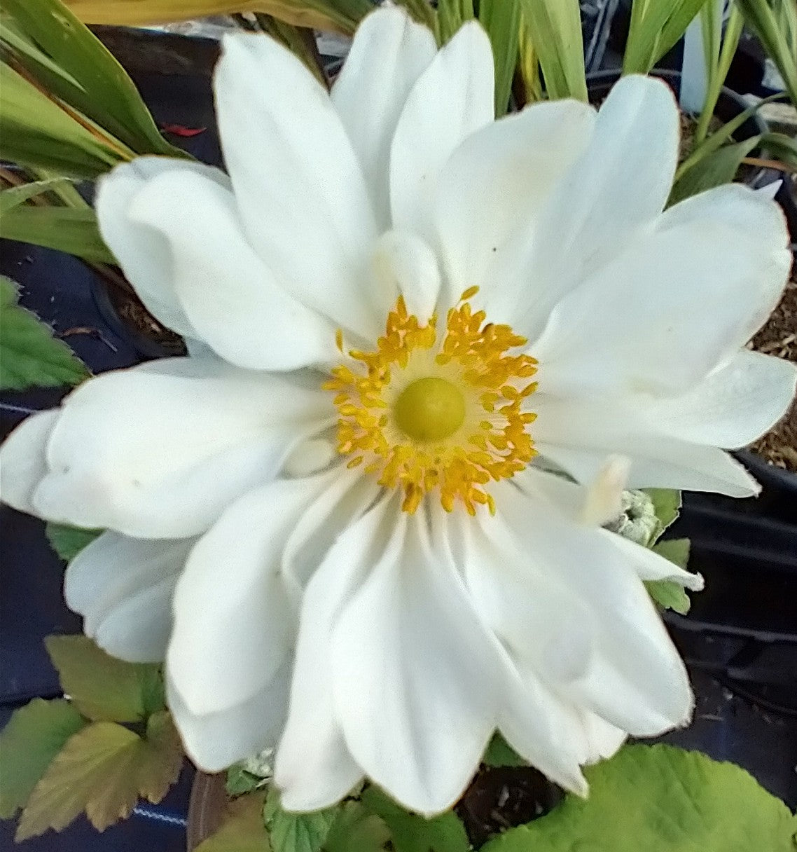Anemone x hybrida 'Whirlwind’