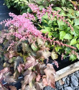 Astilbe 'Bronce Elegans' AGM