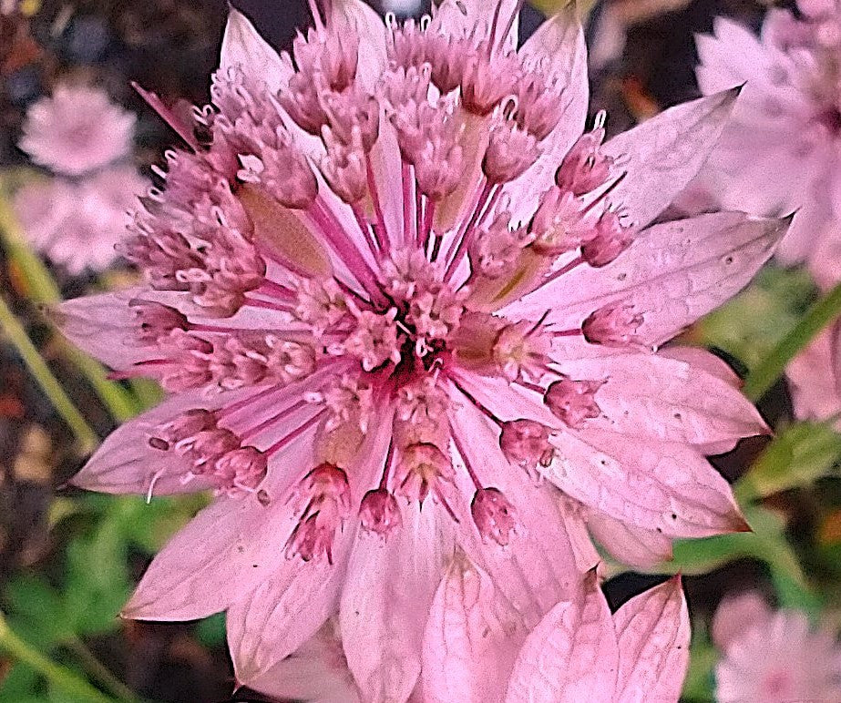 Astrantia major 'Pink Pride'
