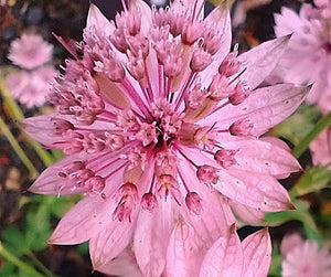 Astrantia major 'Pink Pride'