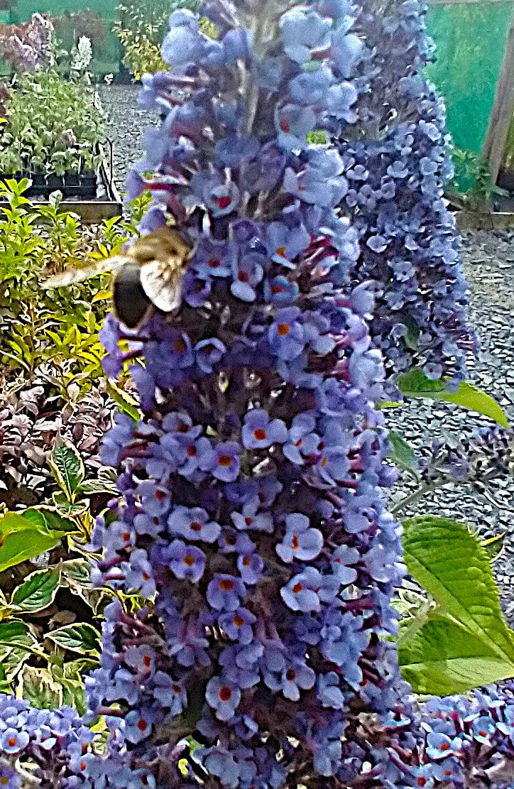 Buddleja 'True Blue'