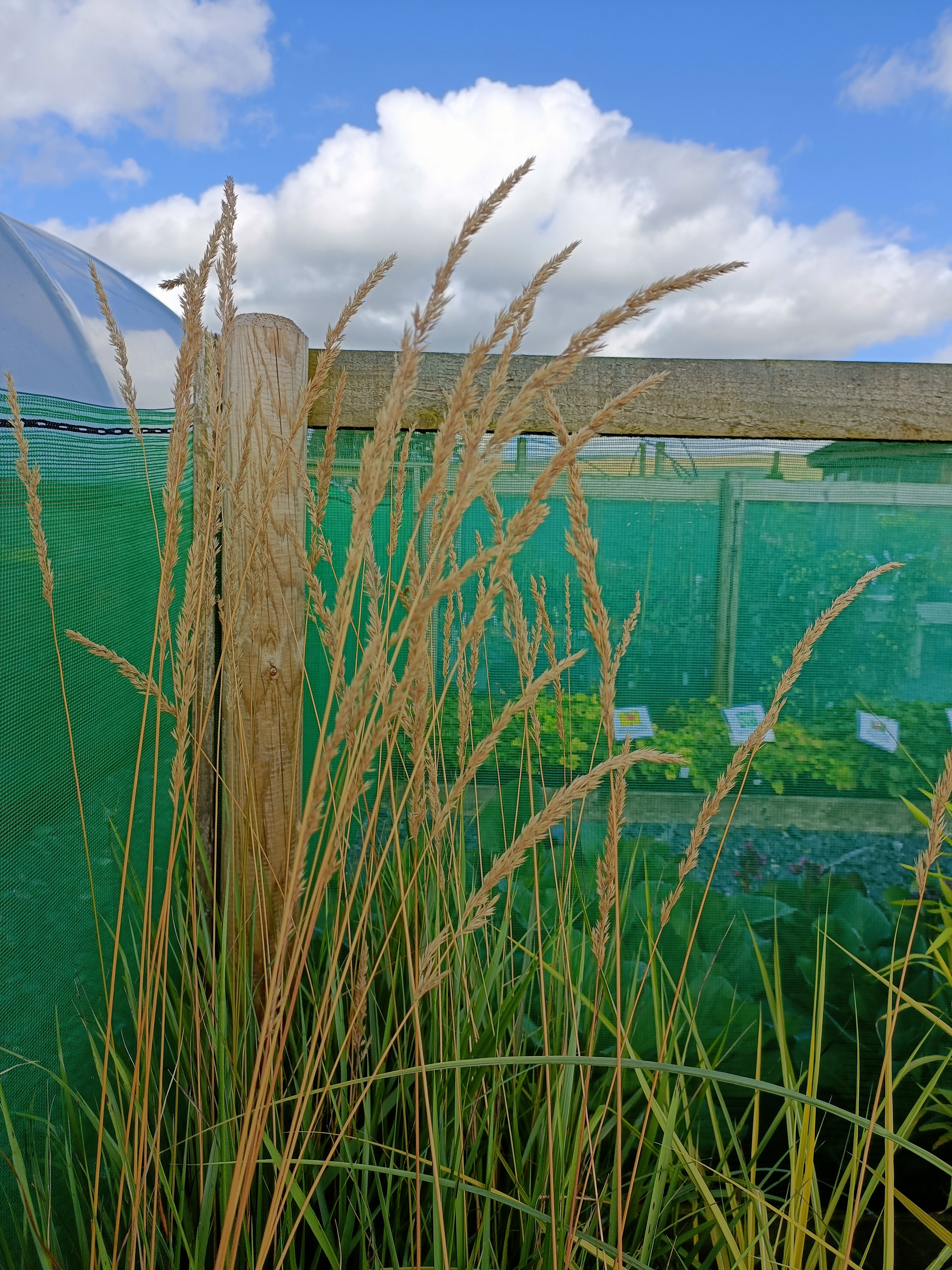 Calamagrostis x acutiflora ‘Karl Foerster’ AGM
