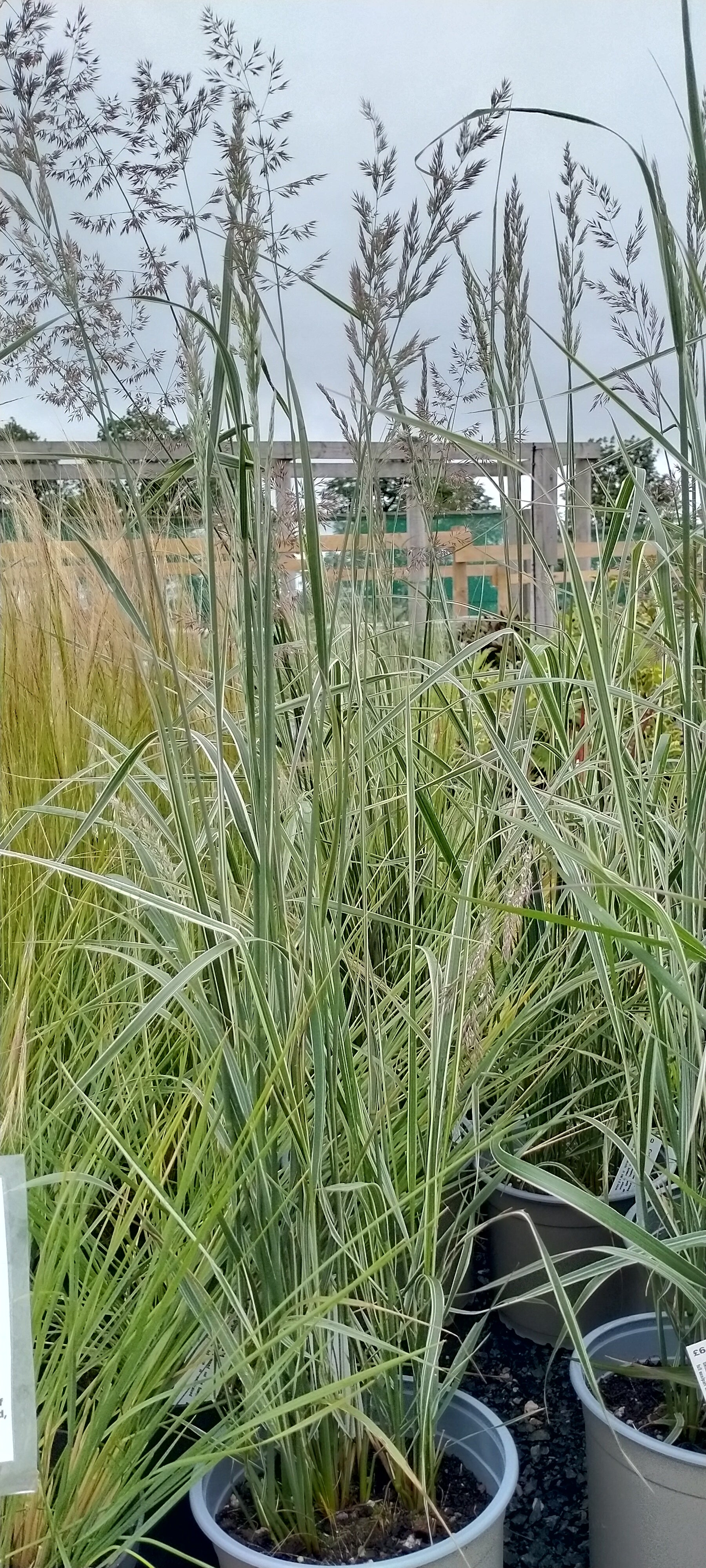Calamagrostis × acutiflora 'Overdam'