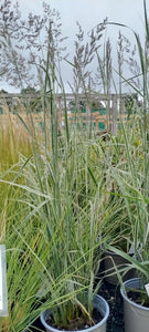 Calamagrostis × acutiflora 'Overdam'