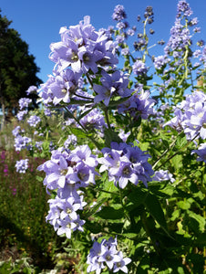 Campanula lactiflora