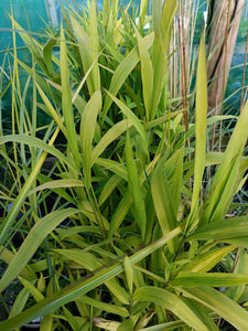 Chasmanthium latifolium