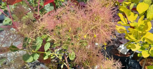 Cotinus coggygria 'Young Lady'  AGM