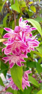 Deutzia × hybrida 'Strawberry Fields' AGM