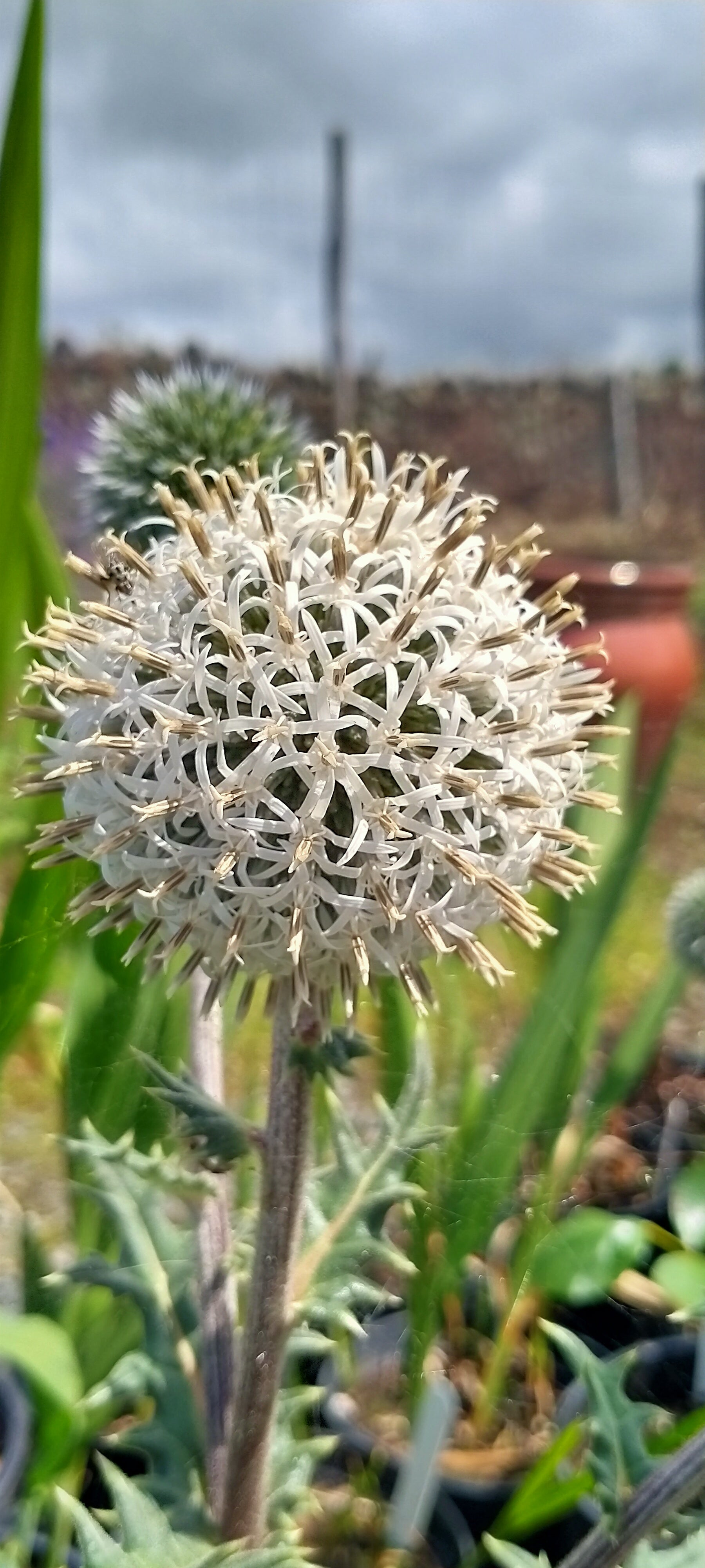 Echinops sphaerocephalus 'Arctic Glow'