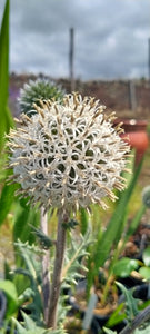 Echinops sphaerocephalus 'Arctic Glow'