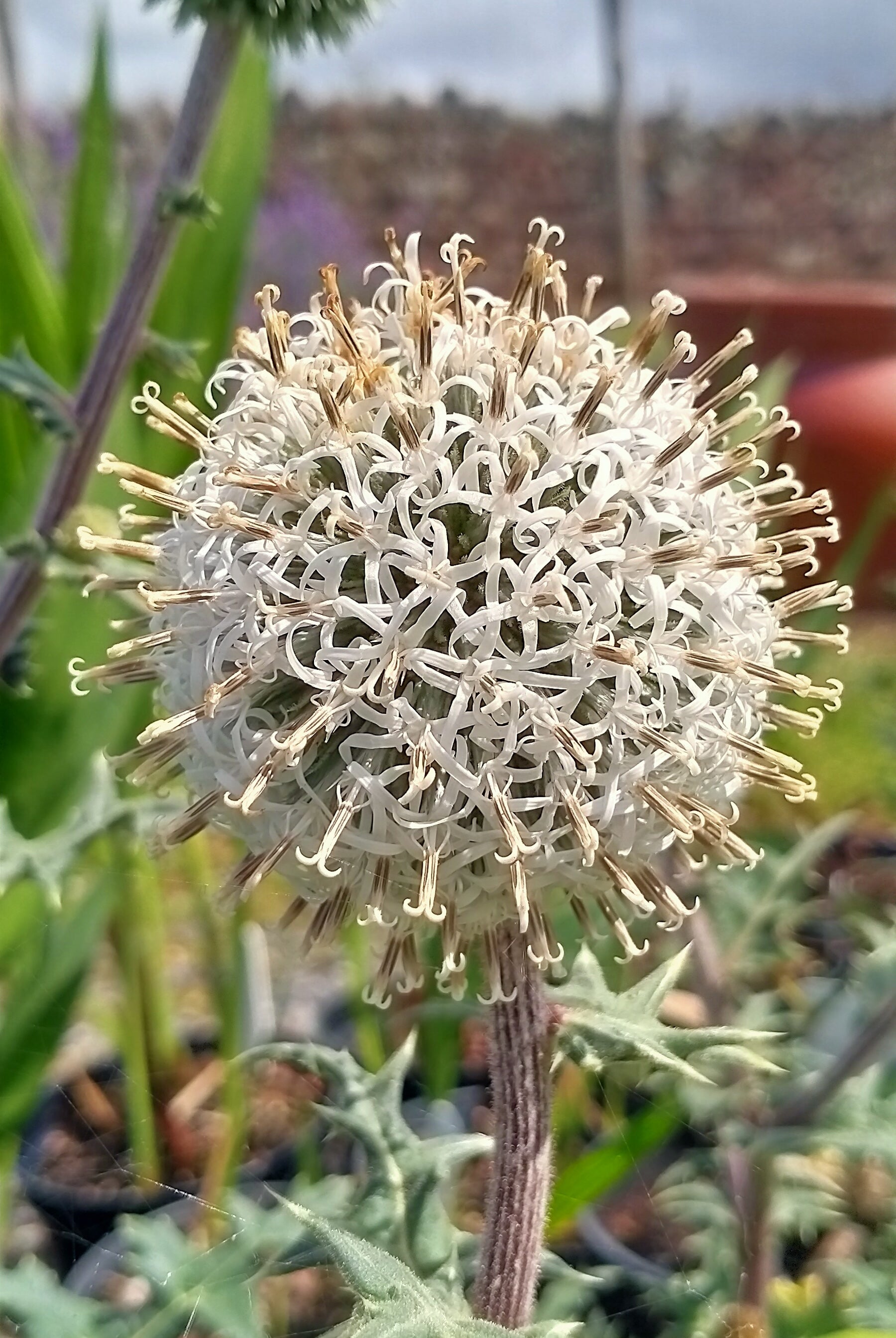 Echinops bannaticus 'Star Frost'