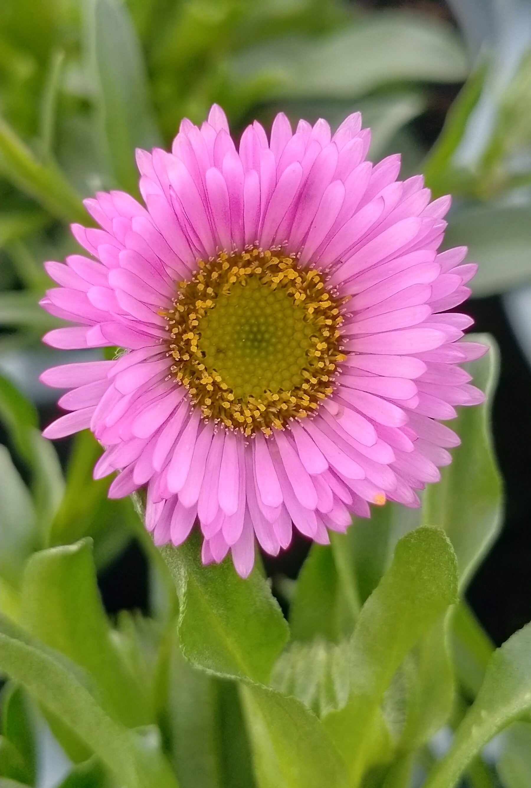 Erigeron 'Four Winds'