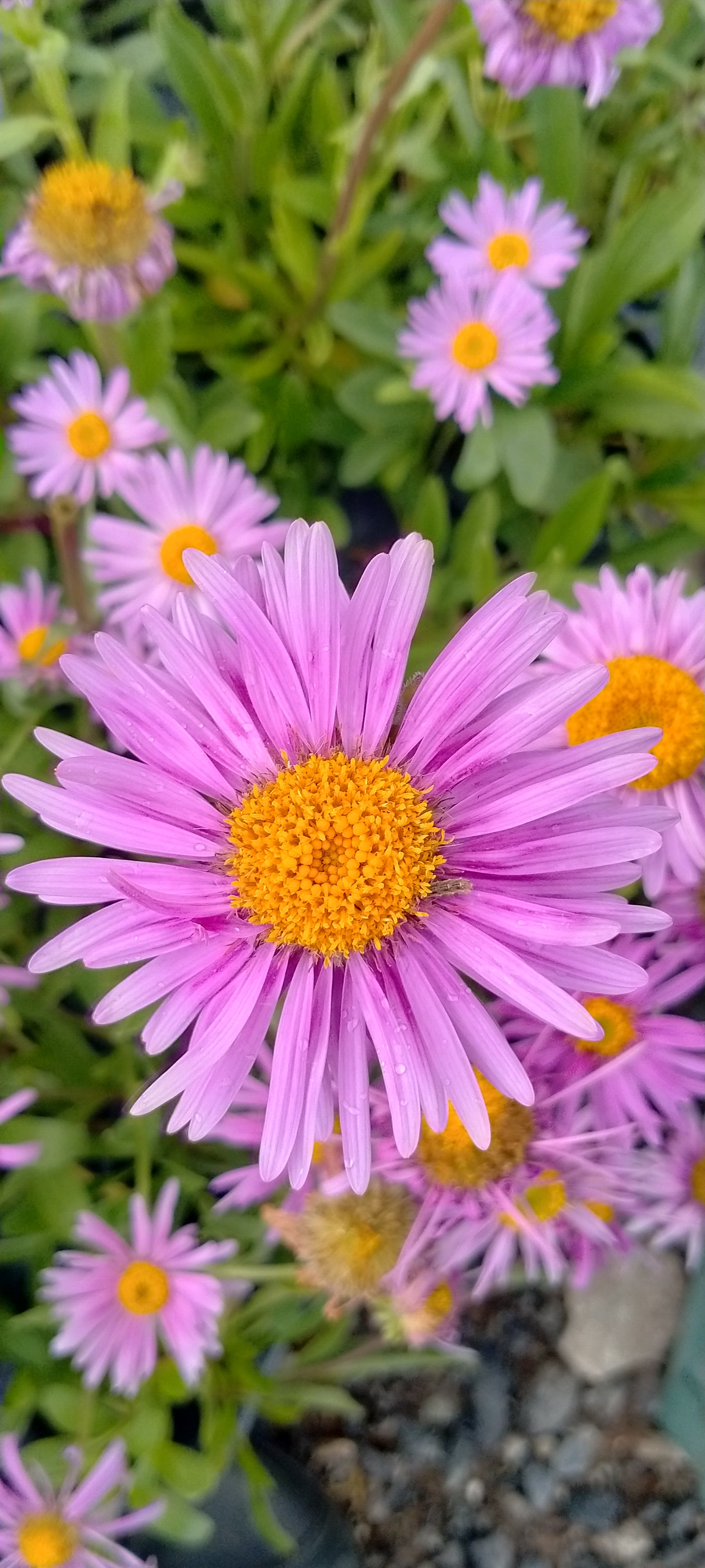 Erigeron glaucus 'Sea Breeze'