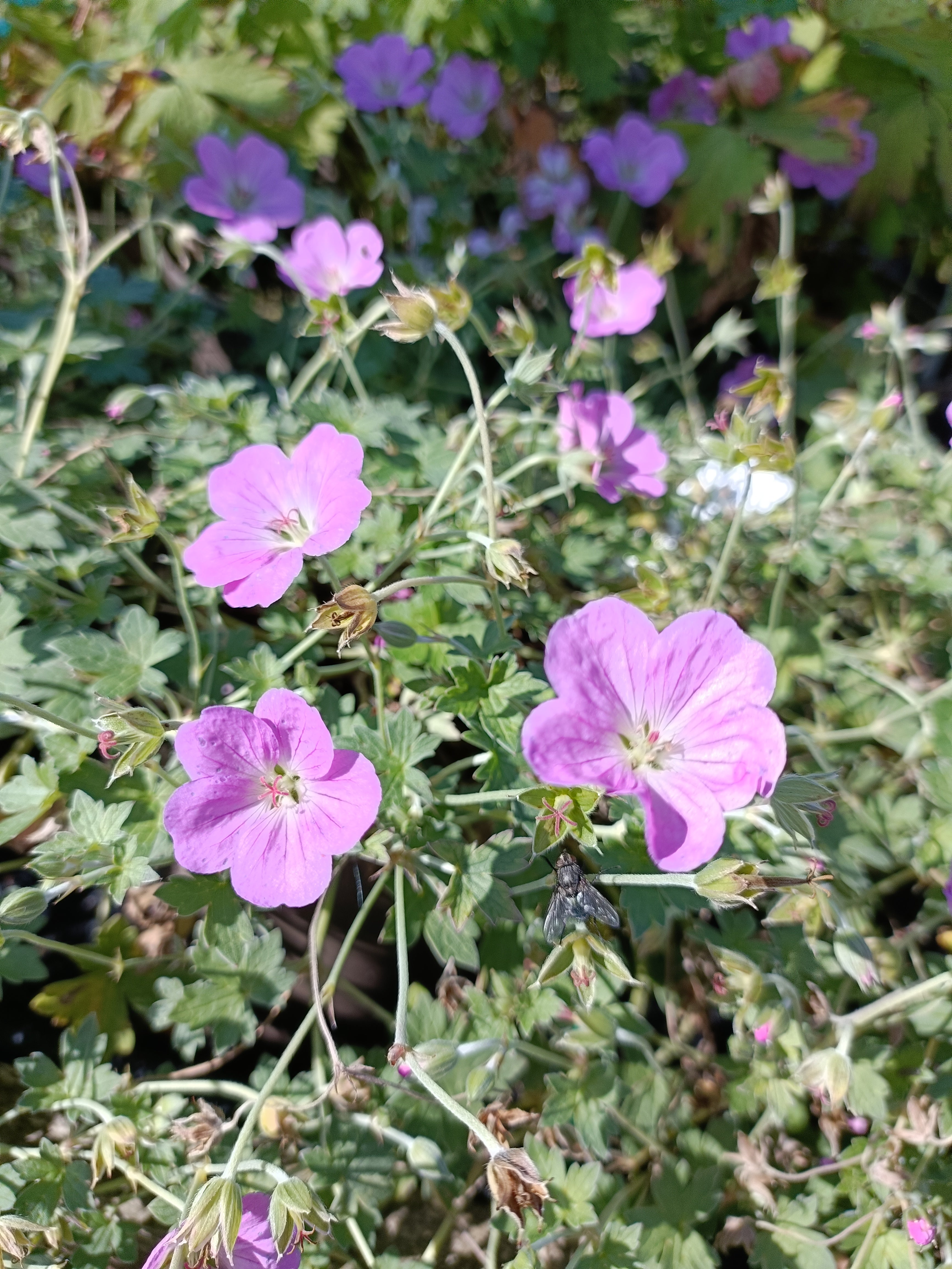 Geranium 'Jean Armour'