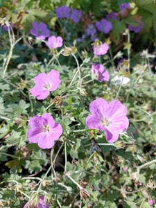Geranium 'Jean Armour'