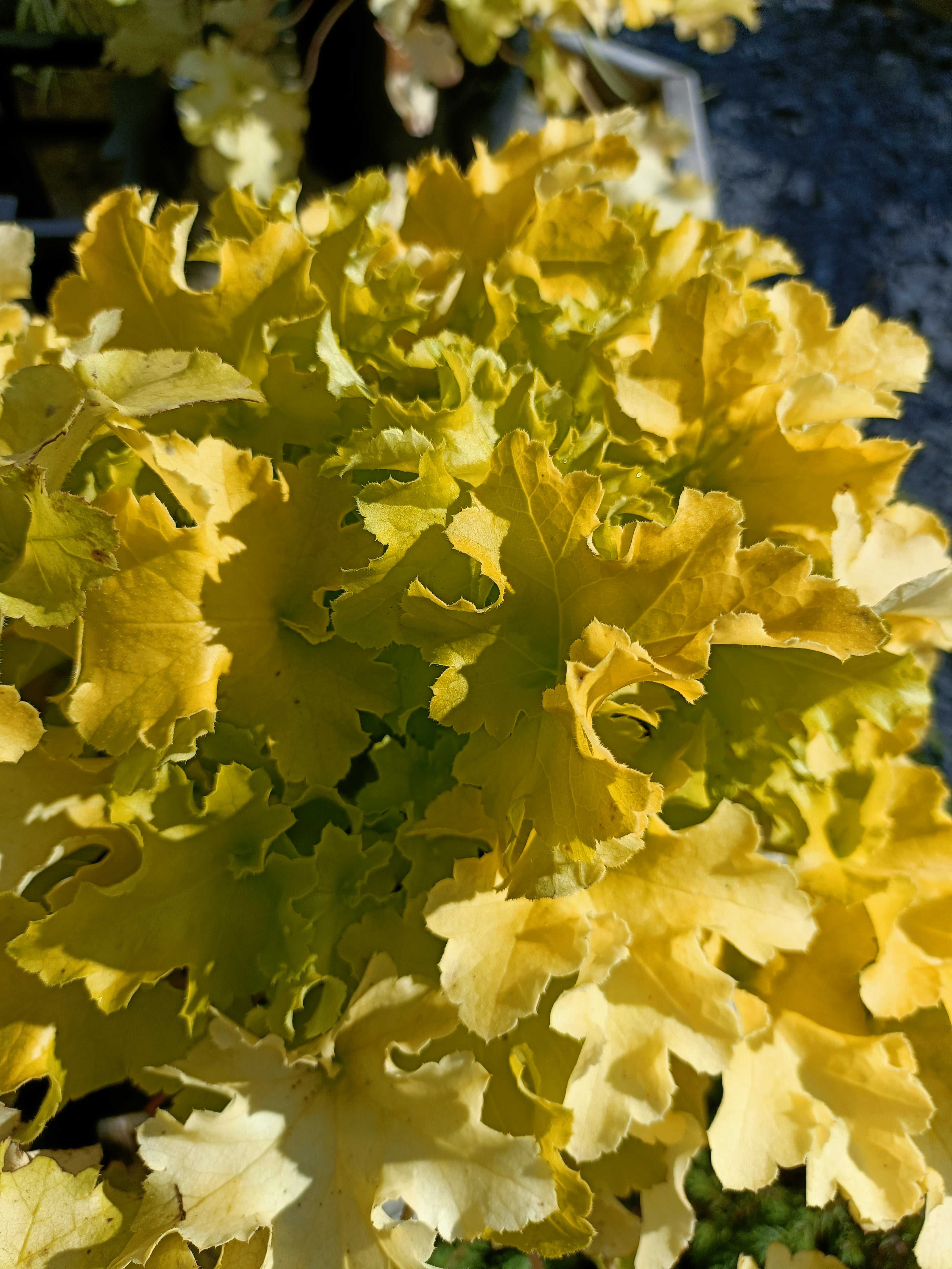 Heuchera ‘Lime Marmalade’