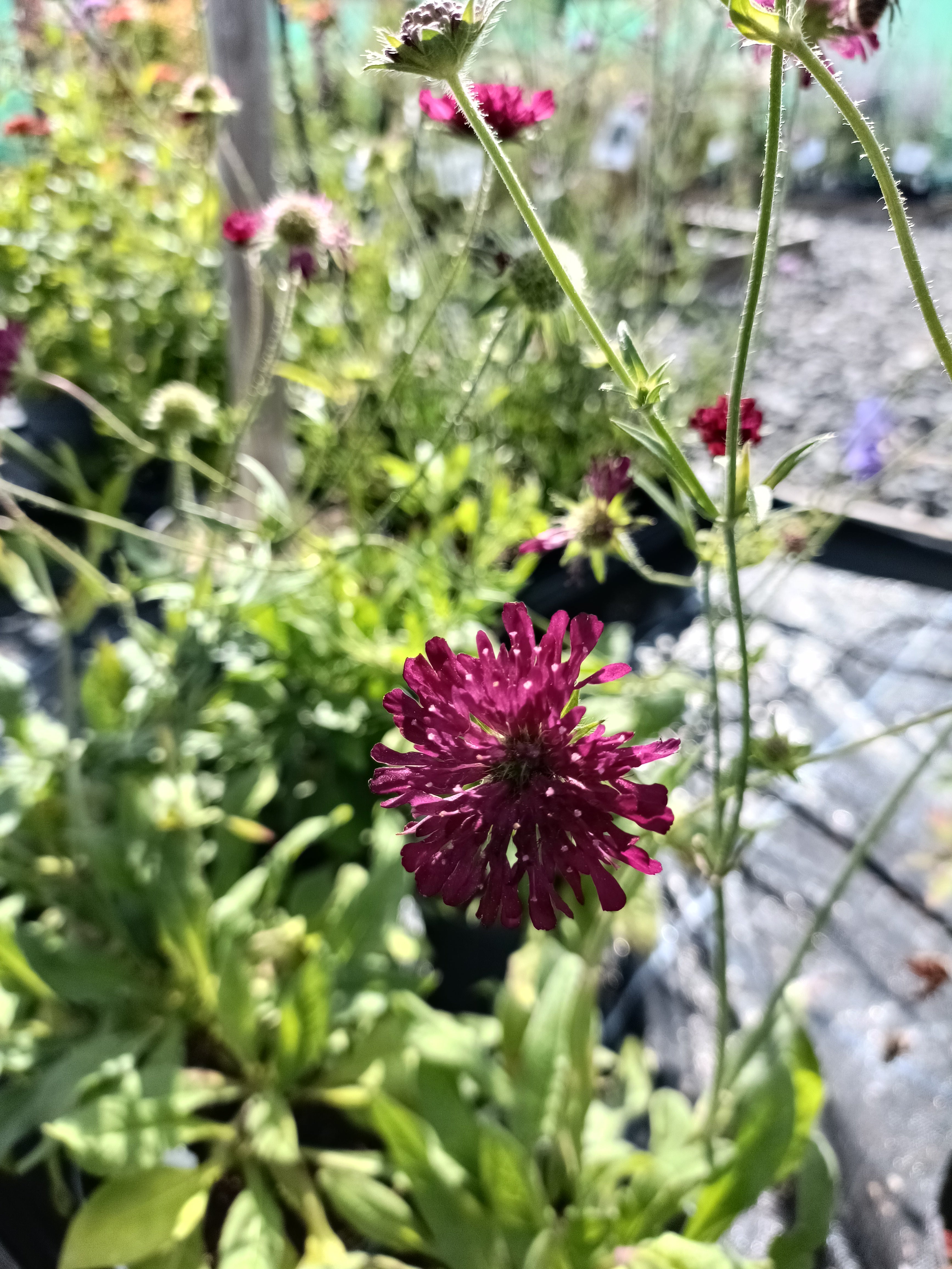 Knautia macedonica