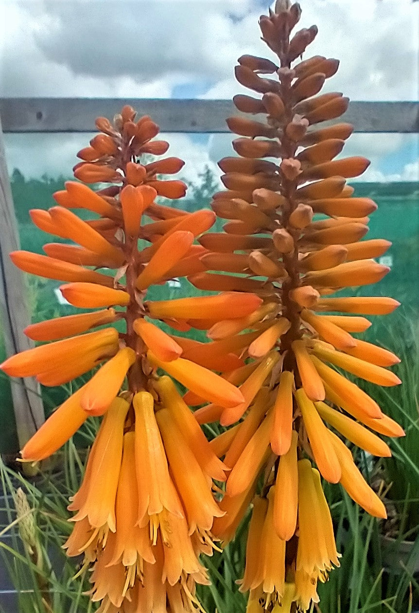 Kniphofia 'Fiery Fred'  AGM