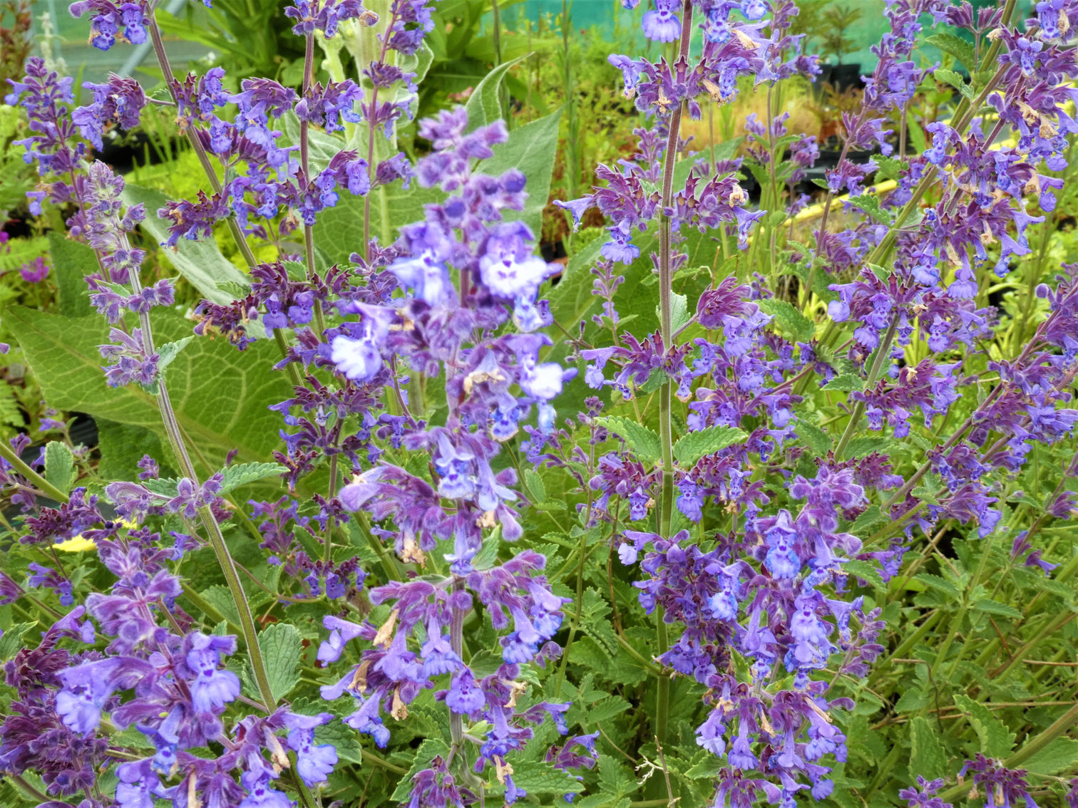 Nepeta 'Six Hills Giant' – Pine Tree Nurseries