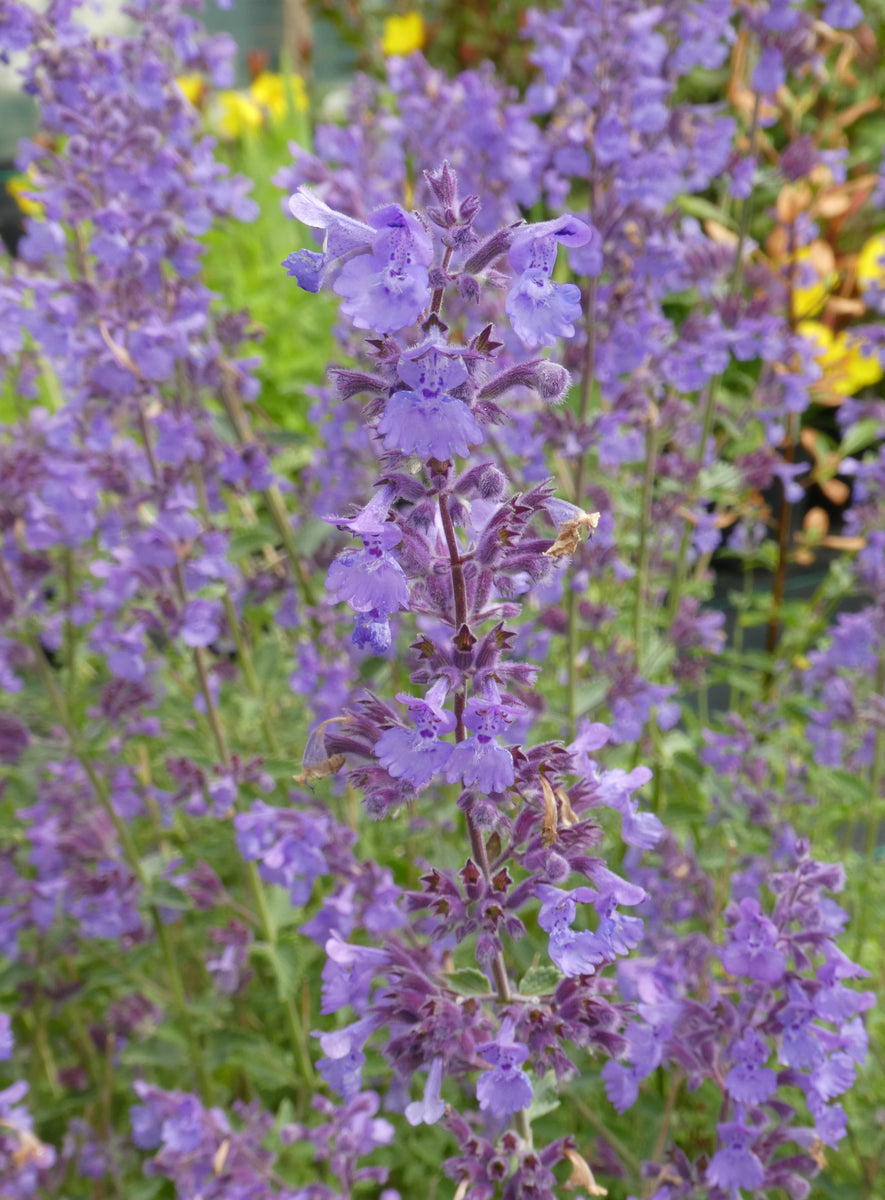 Nepeta racemosa 'Walker's Low' – Pine Tree Nurseries