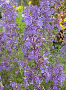 Nepeta racemosa 'Walker's Low'