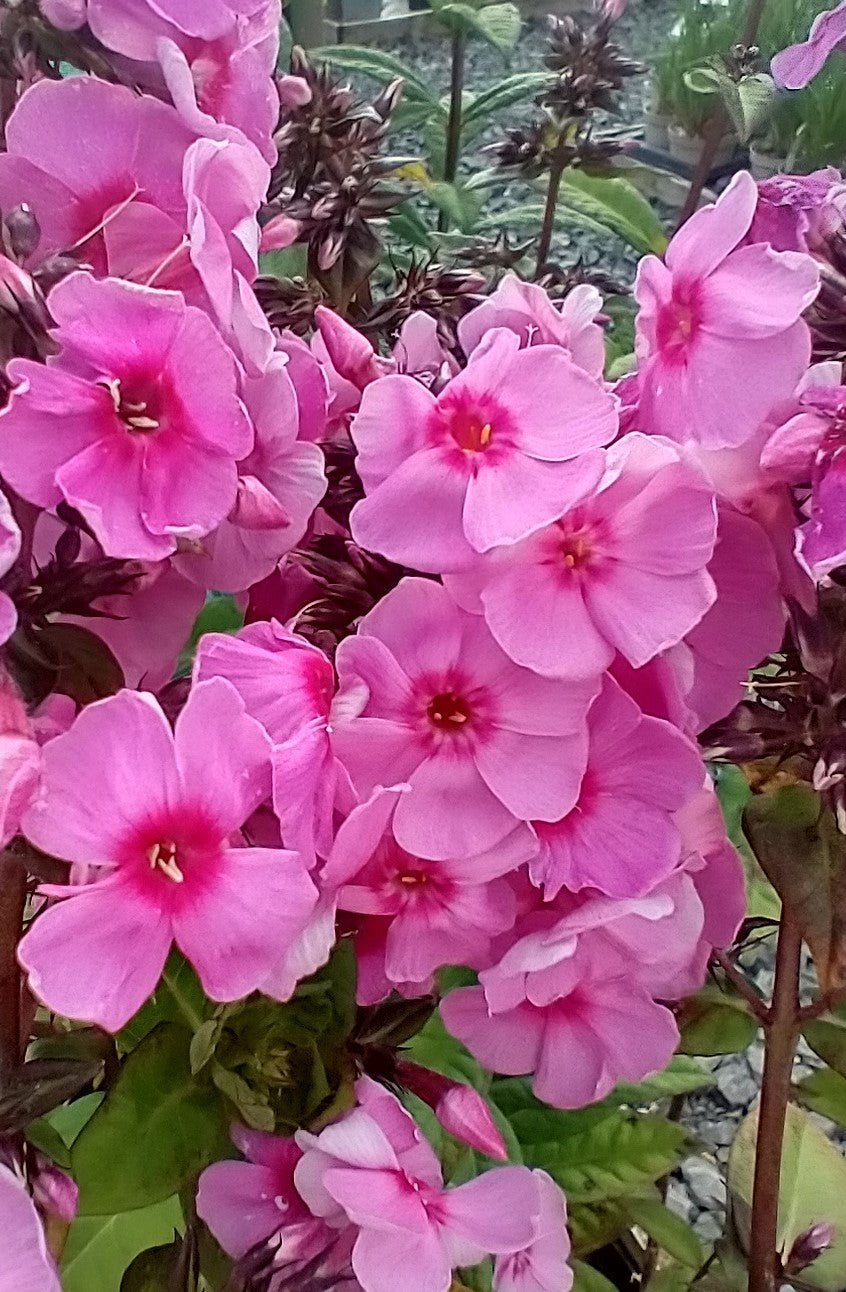 Phlox paniculata 'Eva Cullum'