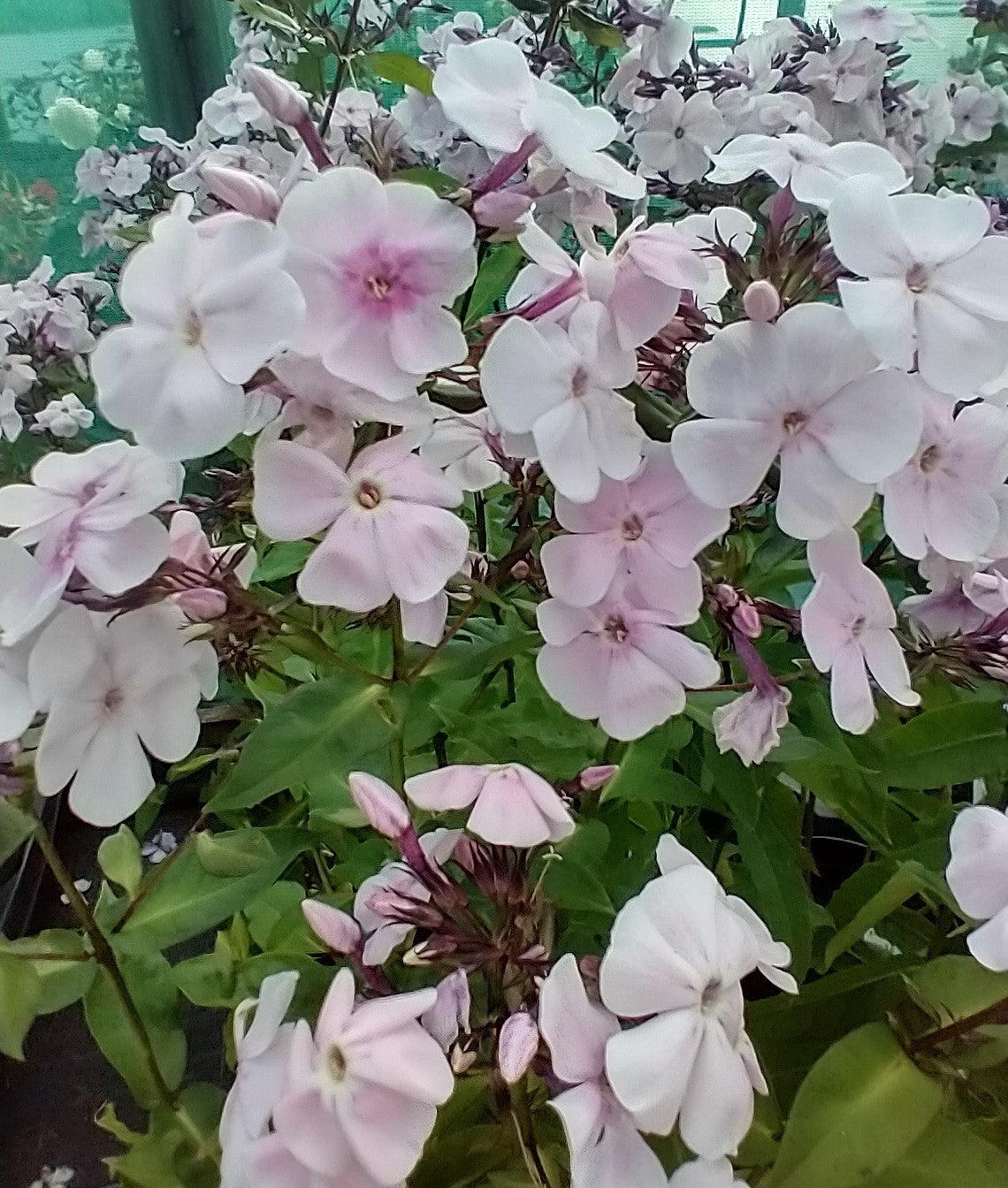 Phlox paniculata 'Monica Lynden-Bell' AGM