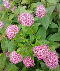 Spiraea japonica 'Little Princess'