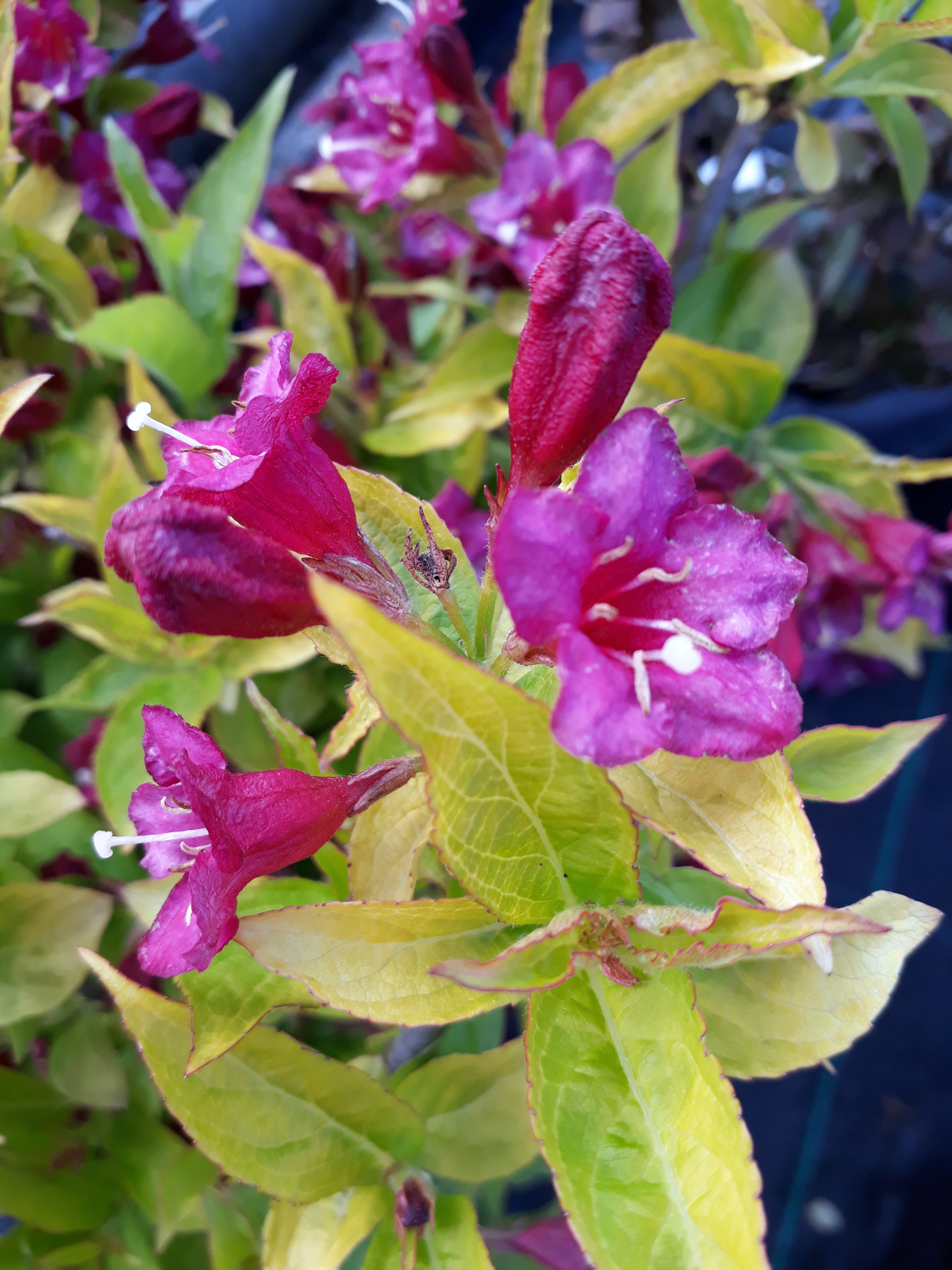 Weigela 'Briant Rubidor'