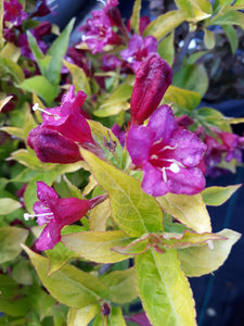 Weigela 'Briant Rubidor'