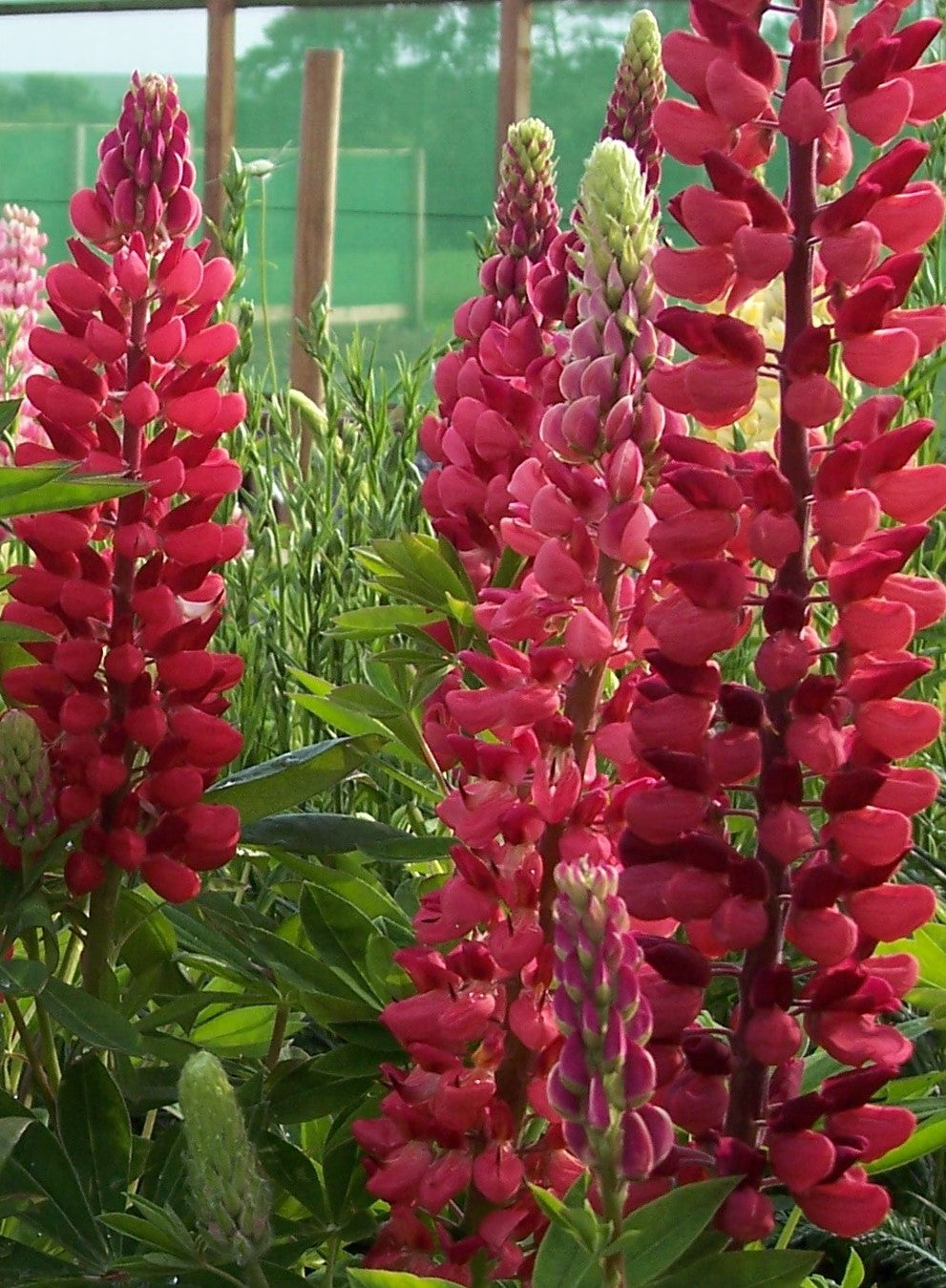 Lupinus 'My Castle'