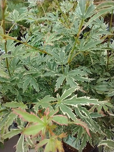 Acer palmatum ‘Butterfly’