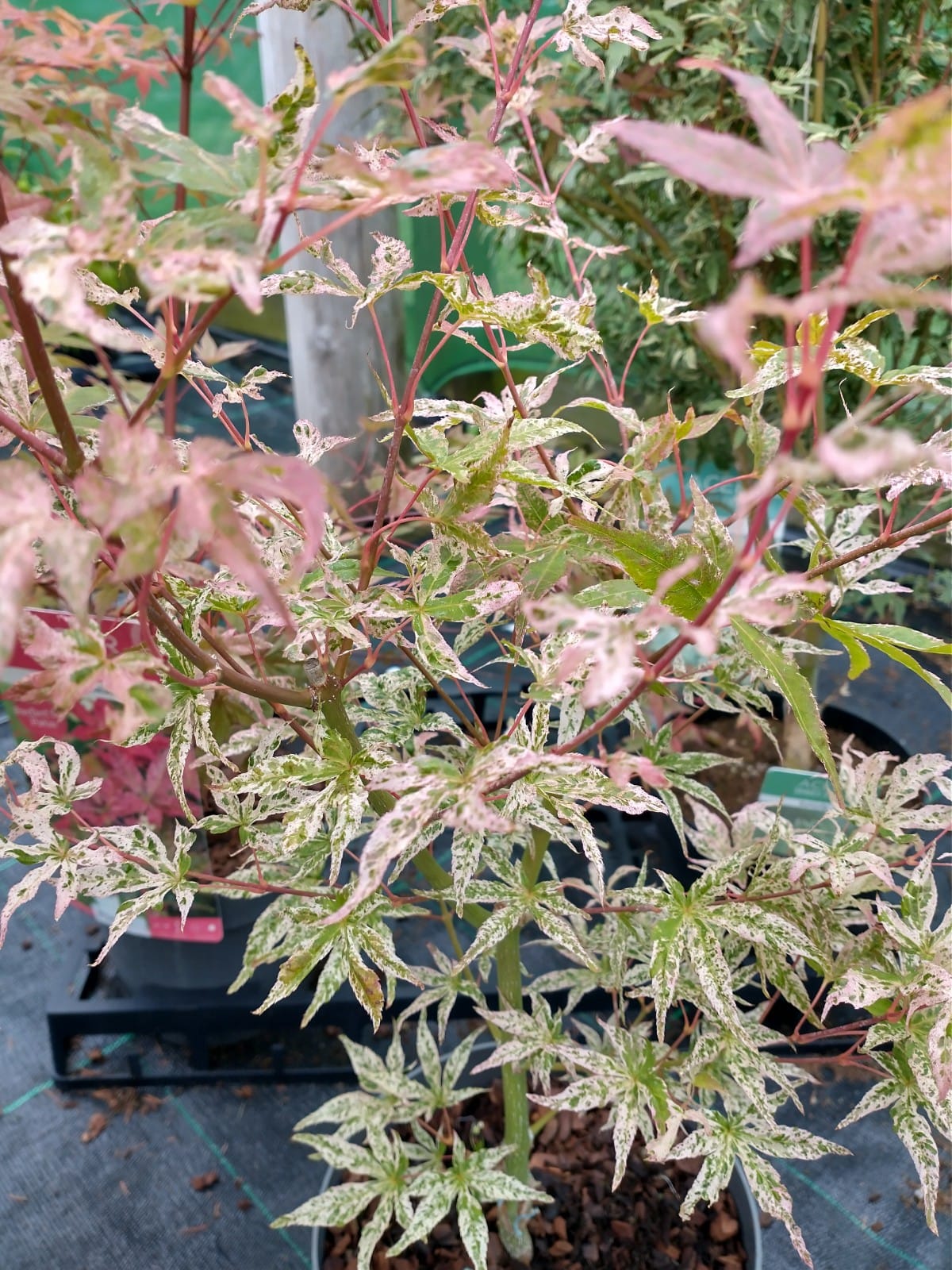 Acer palmatum 'Ukigomo'