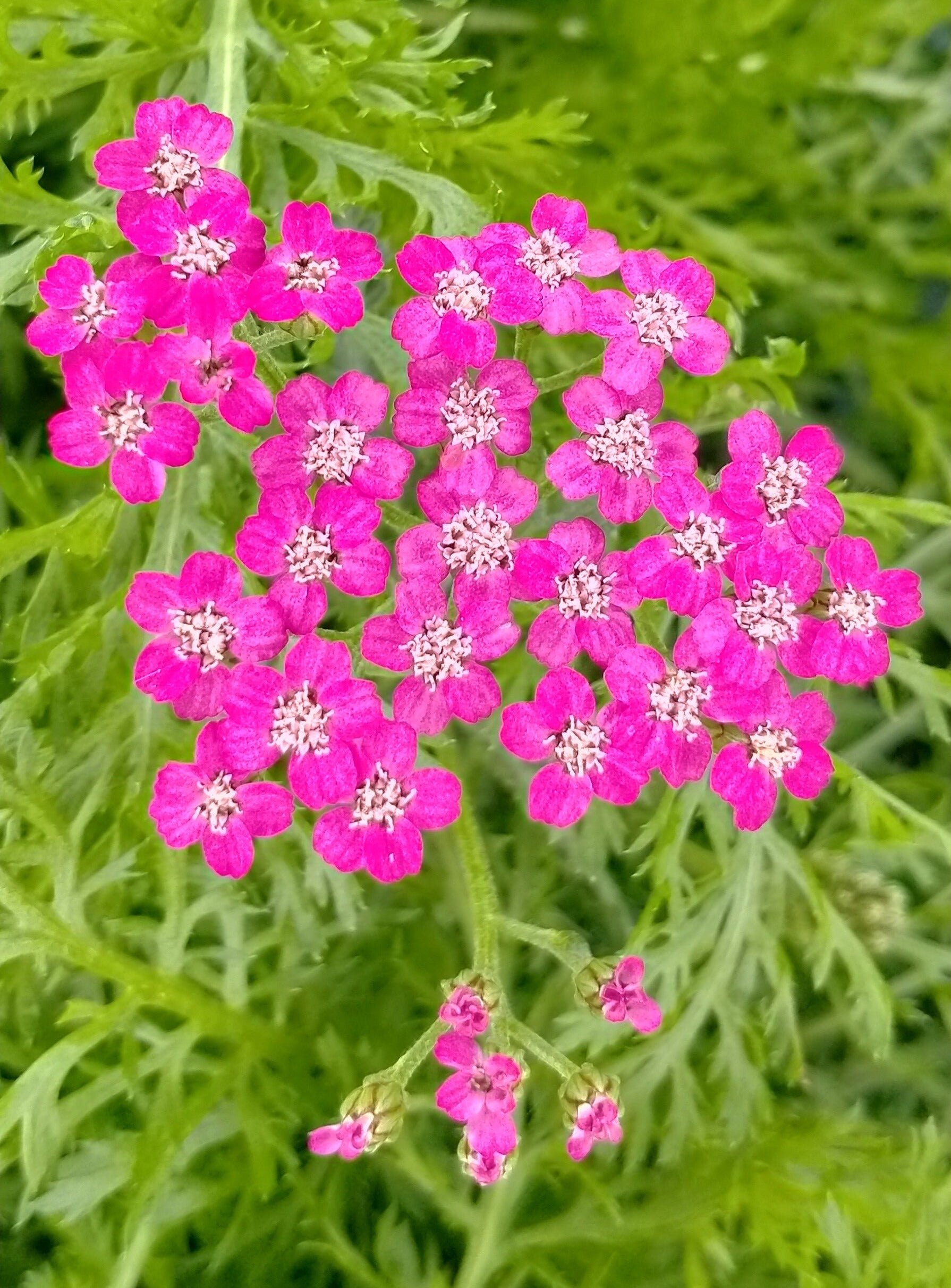 Achillea millefolium 'Cerise Queen'