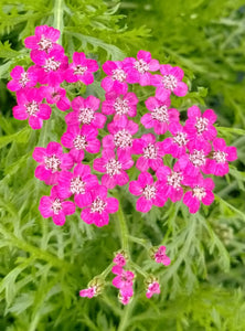 Achillea millefolium 'Cerise Queen'