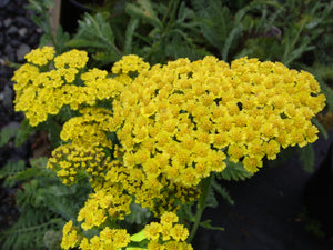 Achillea 'Moonshine'