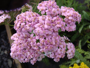 Achillea millefolium 'Summer Pastels'