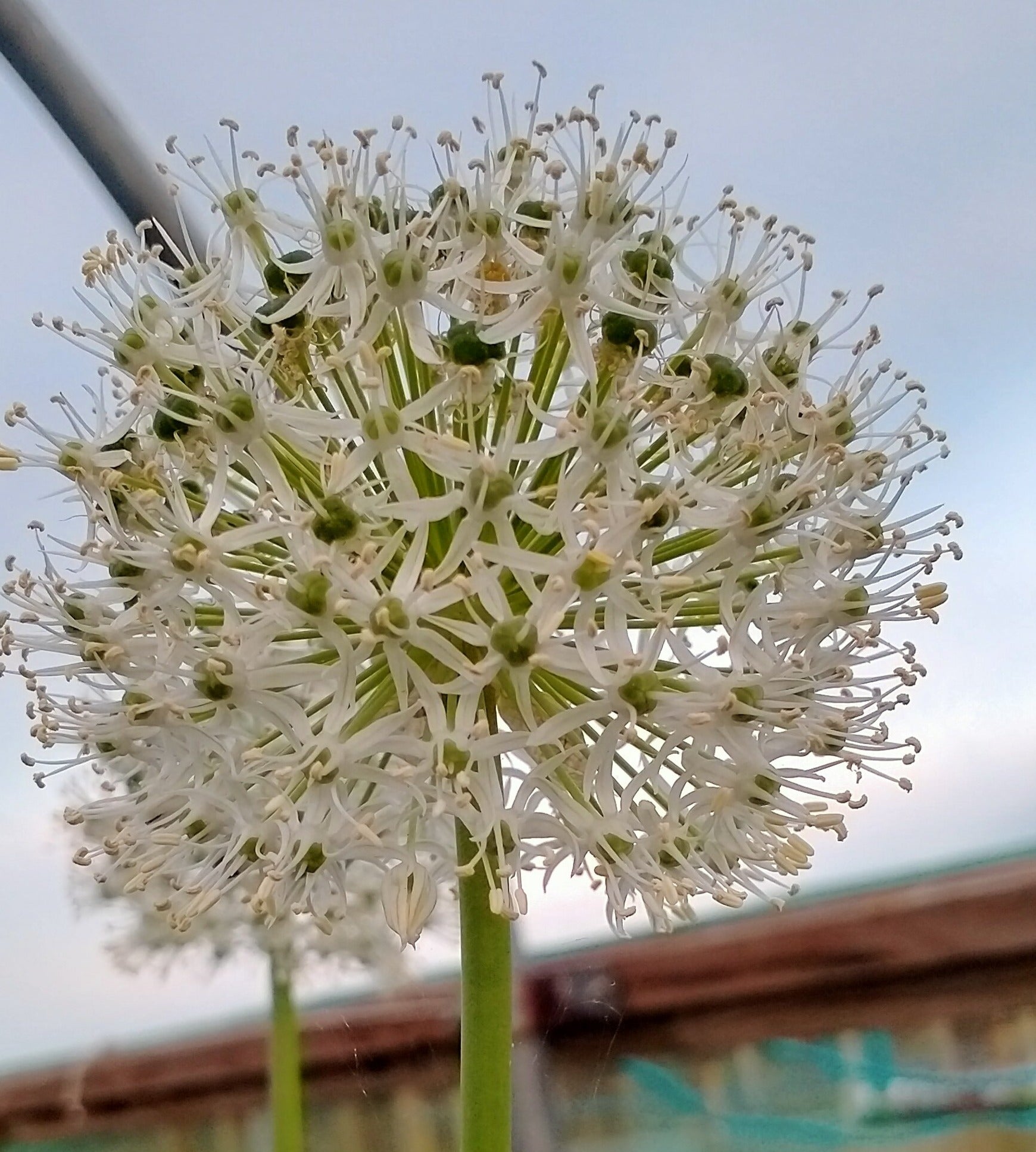 Allium stipitatum 'Mount Everest' AGM