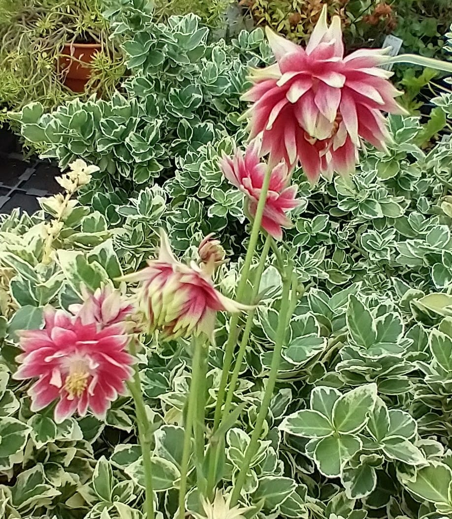 Aquilegia vulgaris var. stellata 'Nora Barlow'
