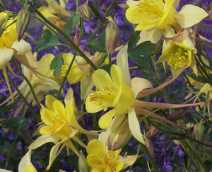 Aquilegia  'Yellow Star' AGM