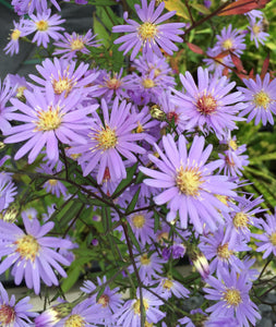 Aster ‘Little Carlow’ AGM