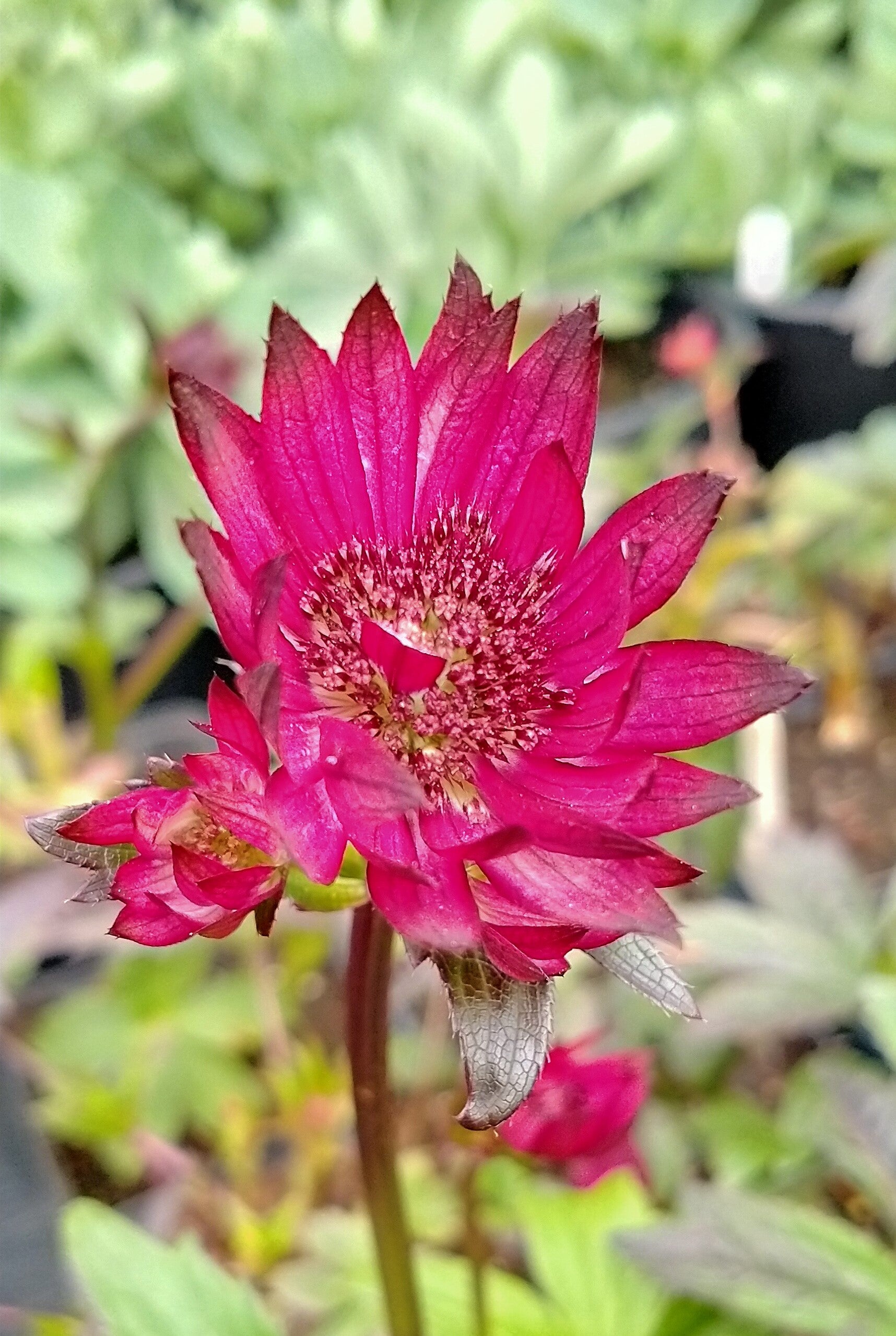 Astrantia major 'Gill Richardson'