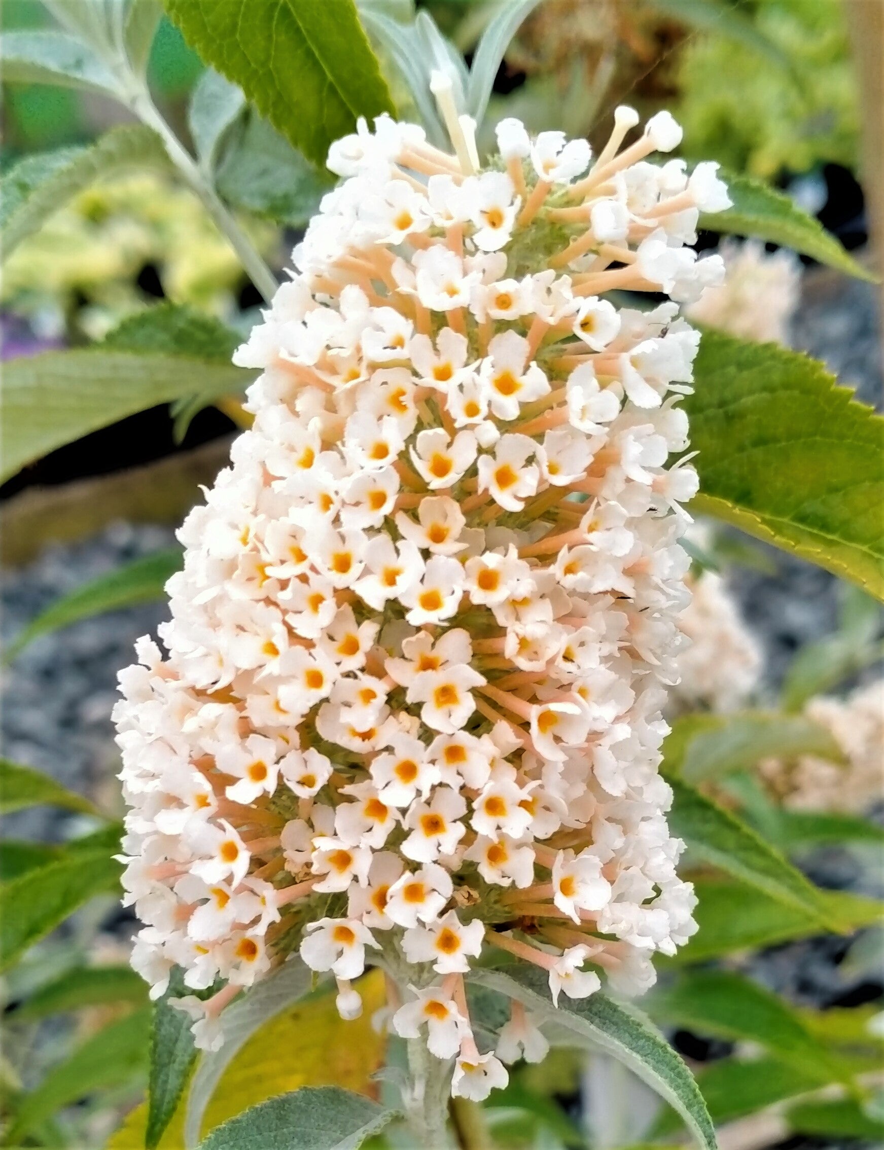 Buddleja davidii 'Buzz Ivory'